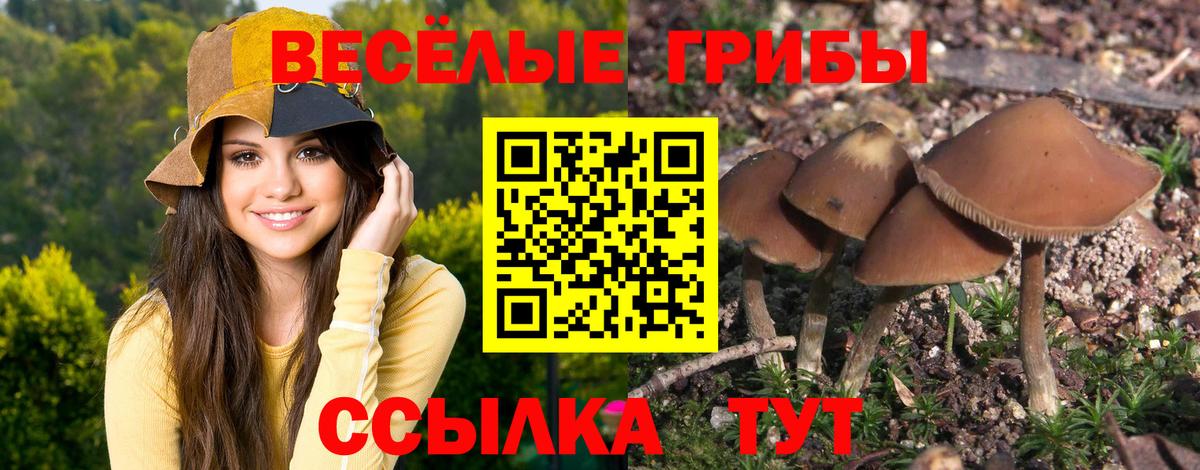 Галлюциногенные грибы Psilocybe Благовещенск